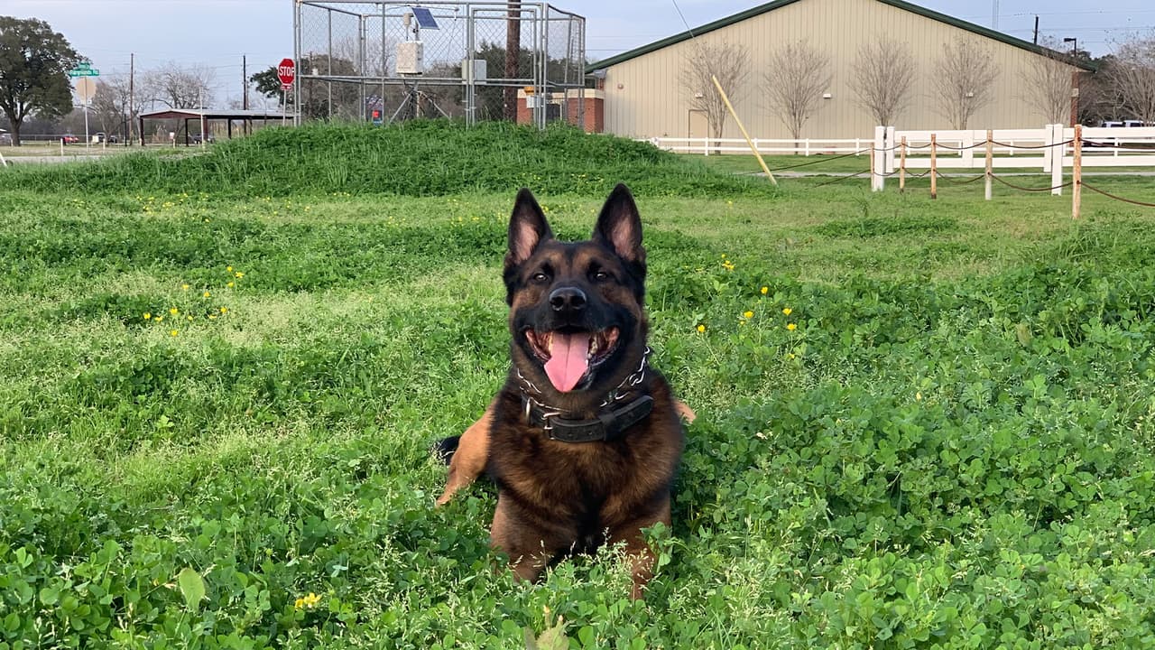 'Duco' fue adoptado por su manejador y ahora disfruta de su jubilación en la granja de la familia.