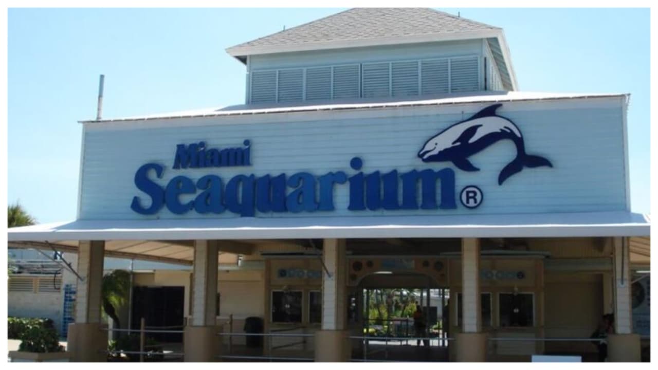 Miami-Dade finaliza contrato de arrendamiento con el Seaquarium: ordena desalojo en las próximas semanas
