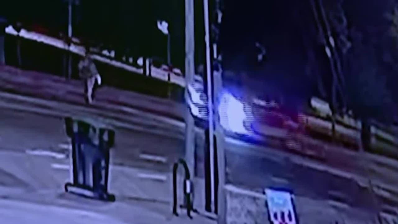 Recompensa de $50,000 por la persona que mató a 'Sunny', atropellándola a sus 75 años en Sunland