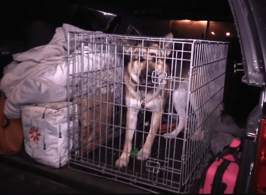 Se estableció un centro de atención y recepción para residentes locales y animales pequeños en Murrieta Mesa High School, 24801 Monroe Ave. Los animales más grandes se deben llevar al Refugio de Animales de San Jacinto 581 S. Grand Ave. San Jacinto.
<br>