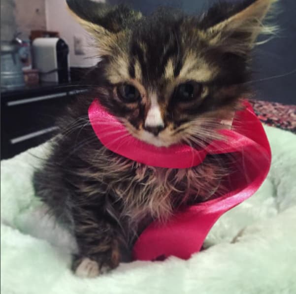 Esta linda gatita es Matilda.