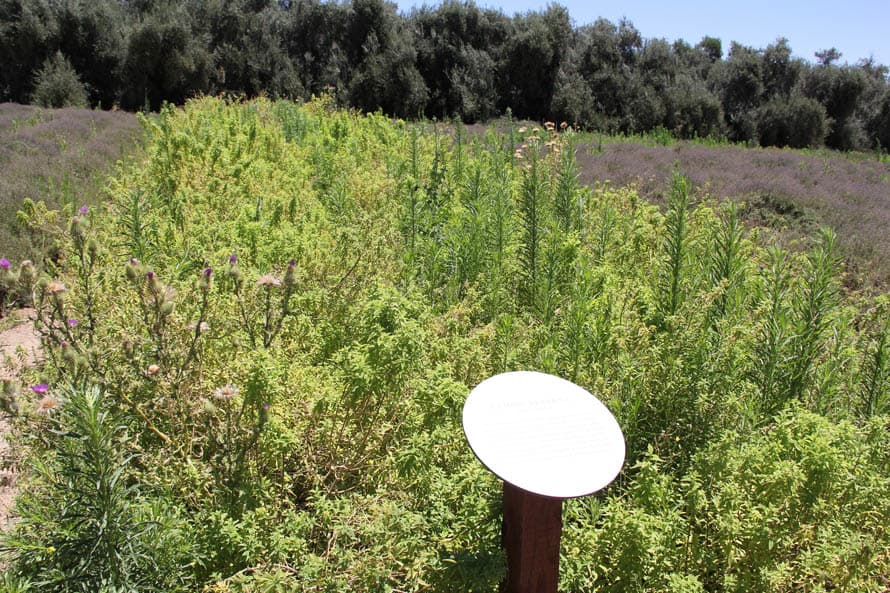 En medio de los arbustos de lavanda, te encontrarás con una vereda de "Lemon Vervena", un arbusto de tallo largo, originario de Sur América con un fresco aroma de limón mentolado que refrescará tu paso bajo las intensas temperaturas.