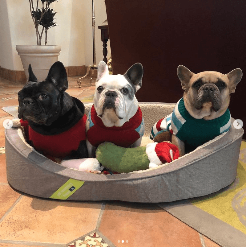 Lady Gaga tiene tres perros bulldog francés: Miss Asia, Gustav y Koji.
