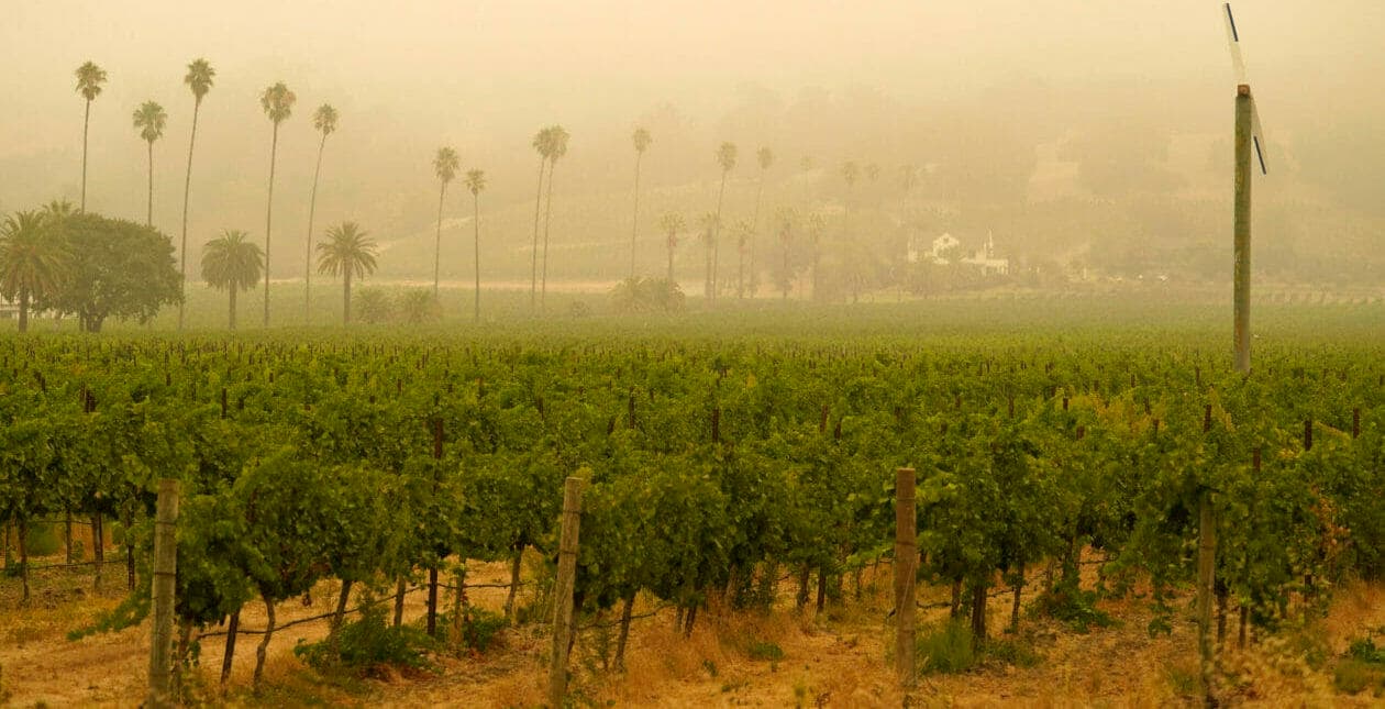 El humo y la bruma de los incendios forestales se ciernen sobre un viñedo en Sonoma, California, en agosto.