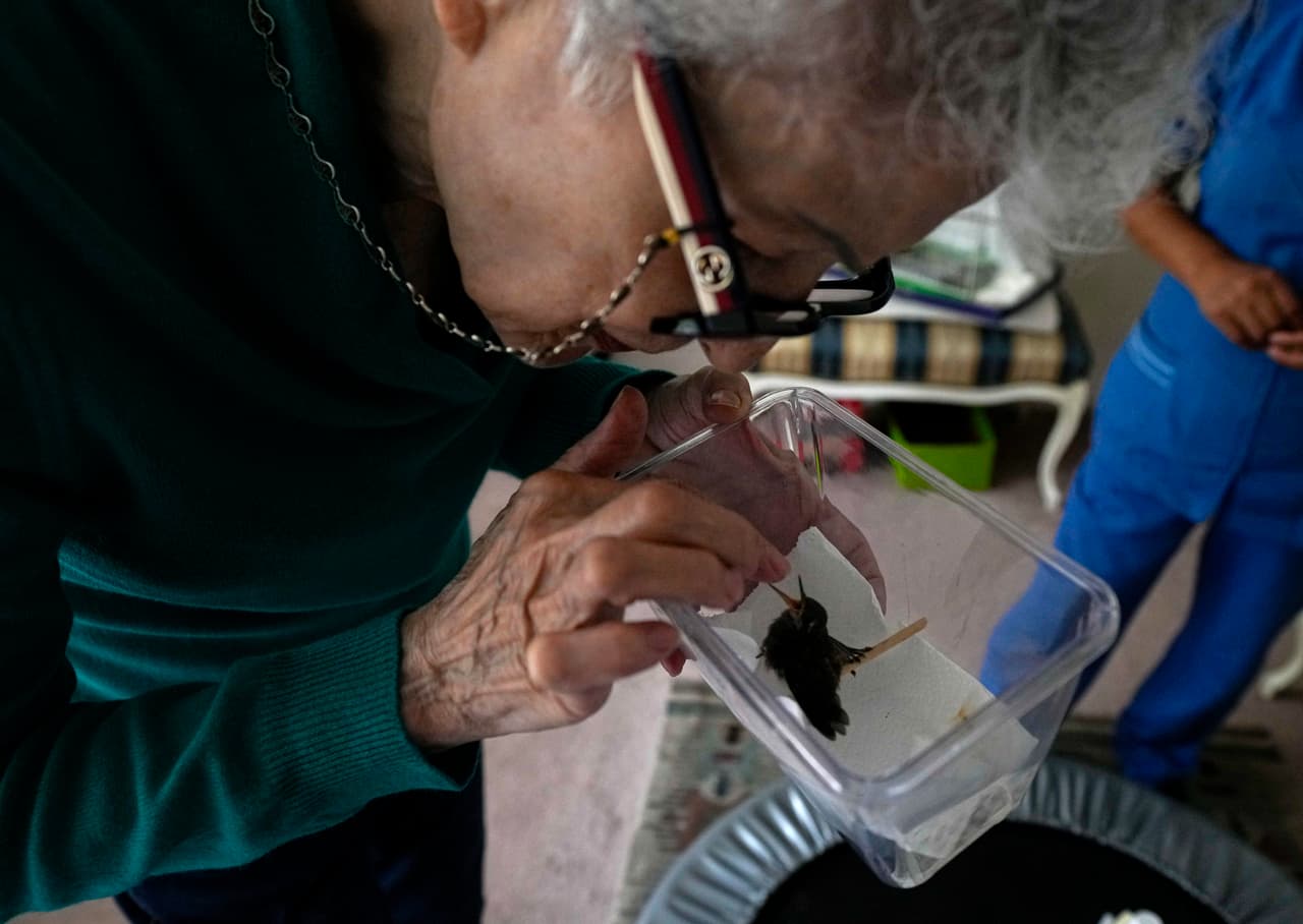 Catia Lattouf evalúa a un colibrí pichón que fue rescatado después de caerse de su nido y llevado a su apartamento, ahora una clínica improvisada, en la Ciudad de México, el lunes 7 de agosto de 2023.