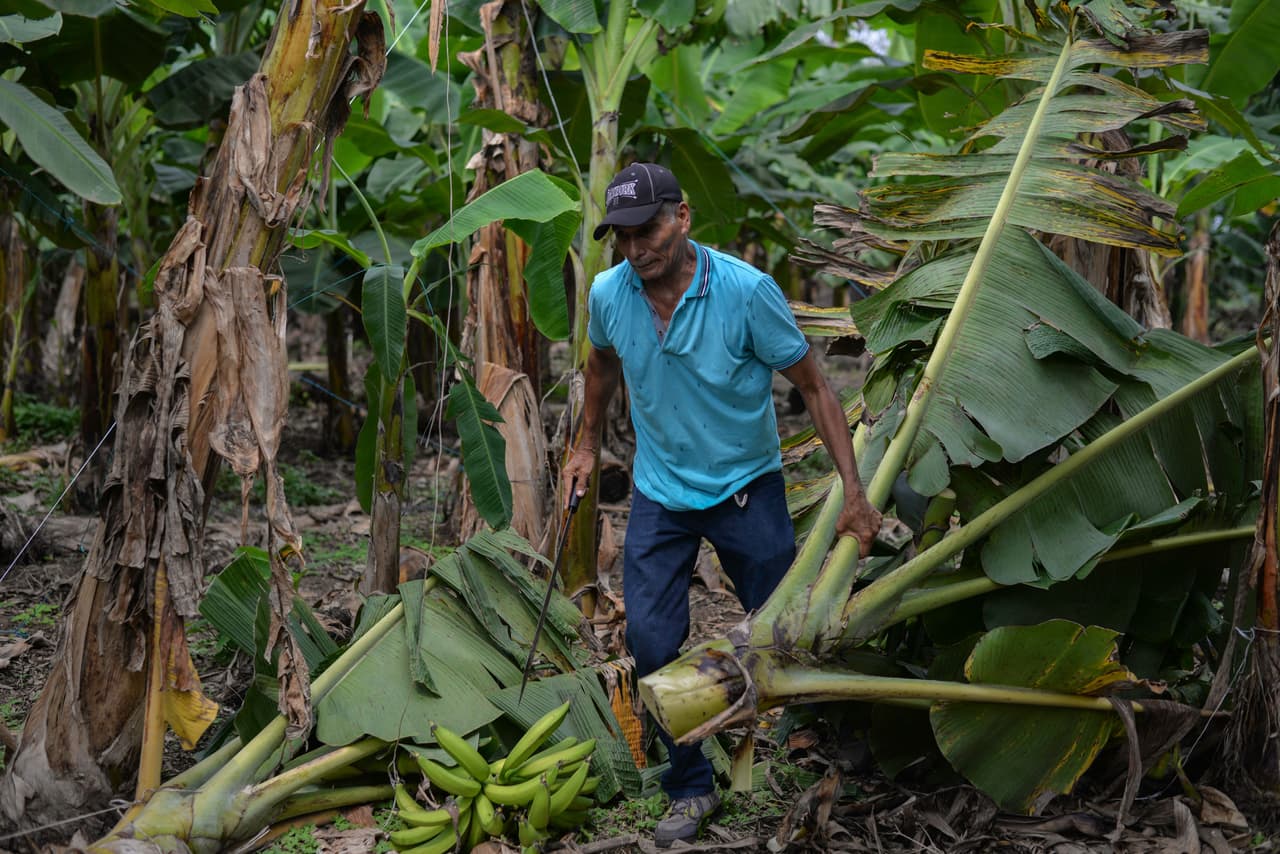 El nicaragüense Pedro Fletes, afectado por el químico Nemagón, trabaja en una plantación de banano en Chinandega, Nicaragua, el 10 de mayo de 2022. 
<br>
<br>"Cuando me dijeron que era 
<b>100% estéril, que estaba dañado y que nunca iba a procrear hijos, </b>sentí una profunda decepción, son cosas que duelen y dejan marcado para toda la vida", cuenta el exobrero Pedro Fletes, de 57 años. 
<br>
<br>