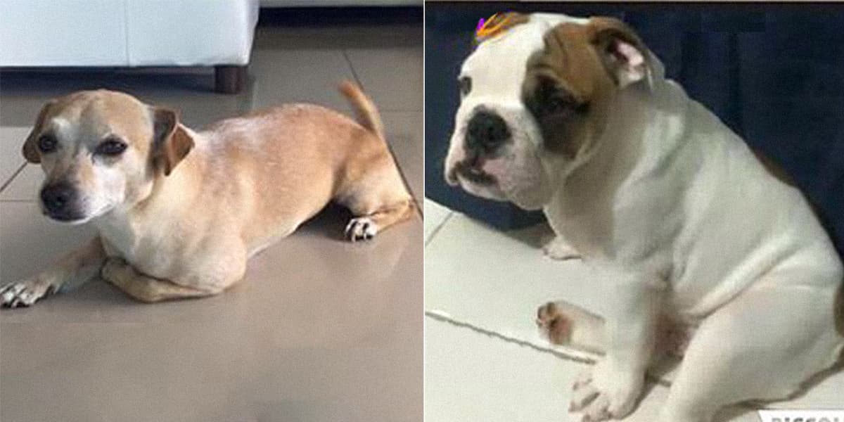 Lino y Goku, las dos víctimas que no fueron desalojadas con el resto de los viajeros del Ferry incendiado en Puerto Rico