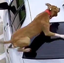 La Policía de Terrel pide ayuda sobre este incidente, ya que podría ayudar a prevenir otros posibles ataques.
<br>