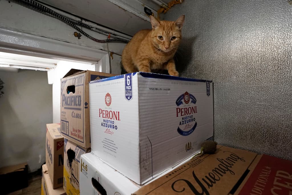 La presencia de estos felinos en las bodegas neoyorquinas refleja una tradición urbana que persiste a pesar de las restricciones legales, evidenciando la tensión entre las regulaciones sanitarias y las prácticas comerciales establecidas. El gato de bodega Pepelito está sobre una caja de cerveza italiana en NY Grill & Deli en Nueva York.