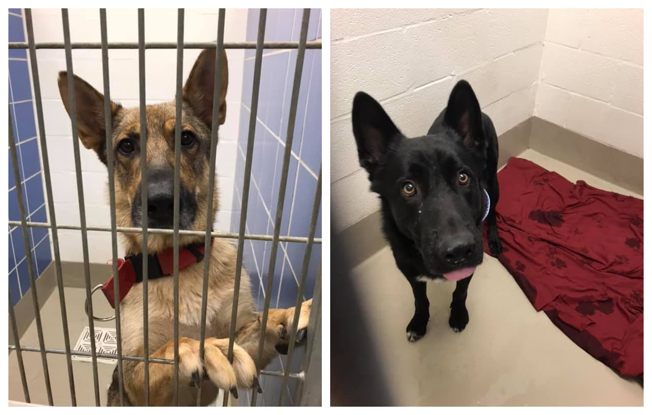 Centro de Animales de Austin recibe 85 mascotas en un día, posiblemente perdidos por el 4 de julio 
