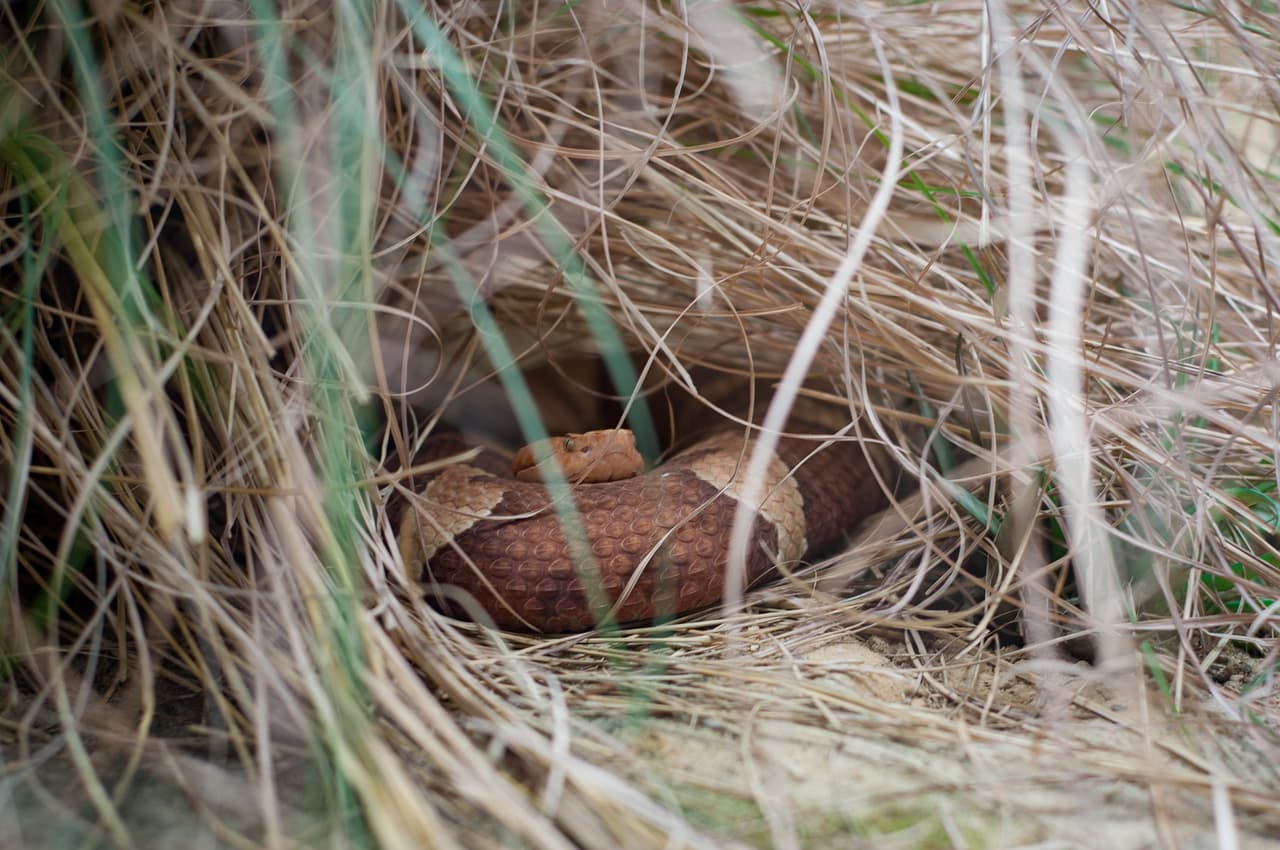 Lo que debes saber sobre las serpientes en Texas con las temperaturas de verano