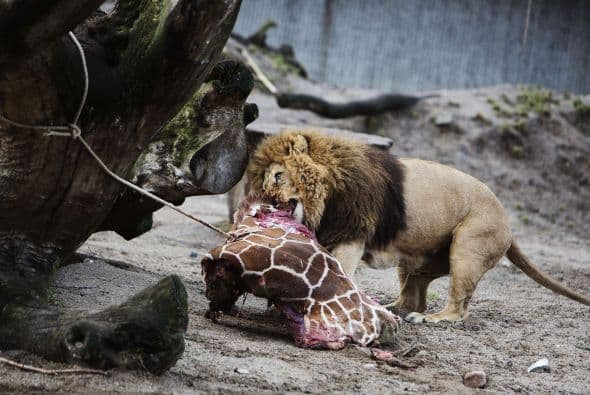Los leones en el zoológico de Copenhague comen los restos de una jirafa joven perfectamente sana nombrado Marius.
