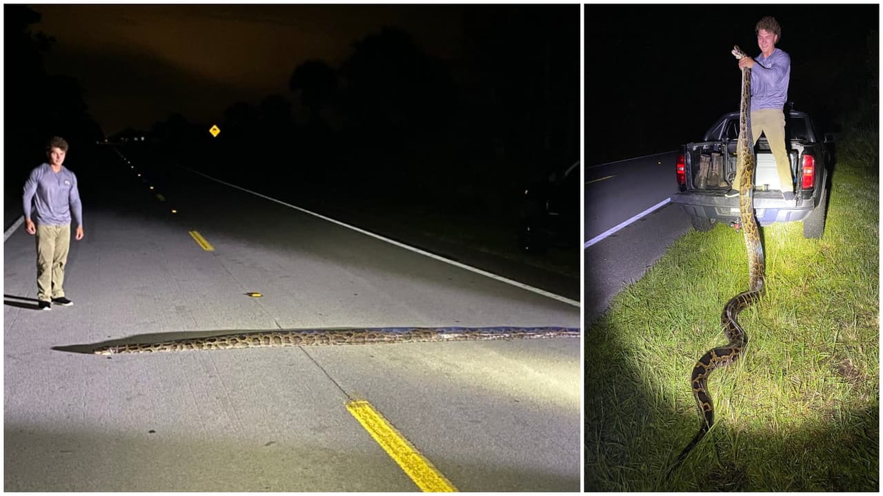 Por las dimensiones del animal, se cree que es una de las pitones más grandes capturadas en Florida.