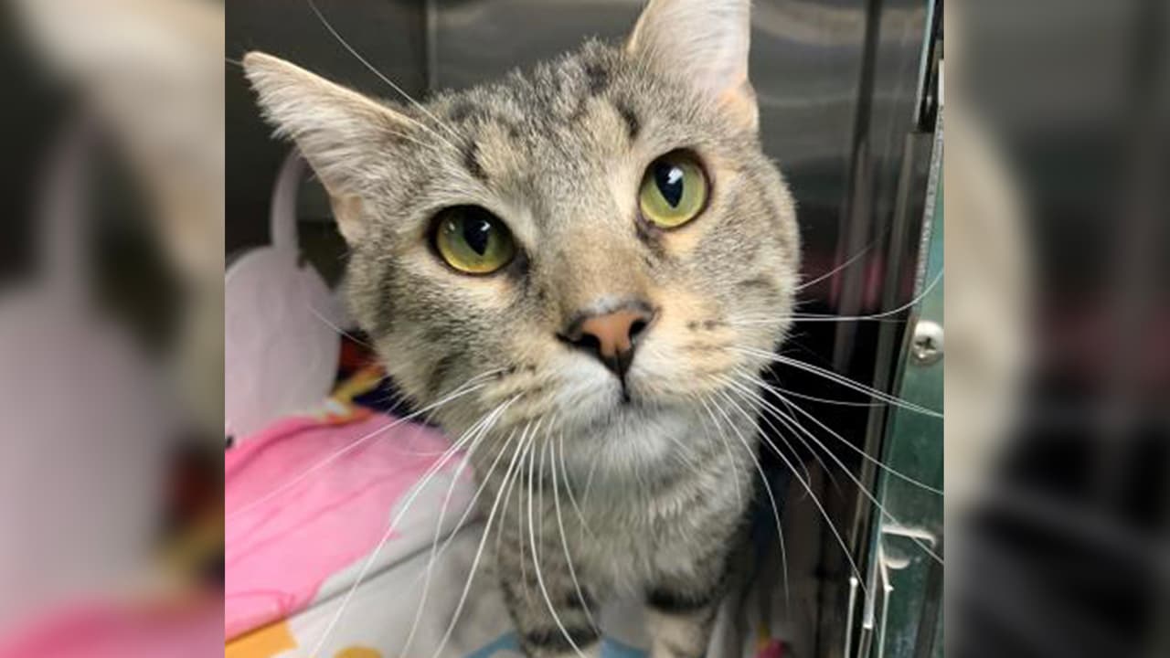 Bob es un gato de 1 año que fue transferido a Dallas desde otro refugio. Es un felino divertido, adorable y de espíritu libre que solo quiere estar contigo. Él siempre está listo para jugar, divertirse, correr y hacer cualquier cosa por agradarte.