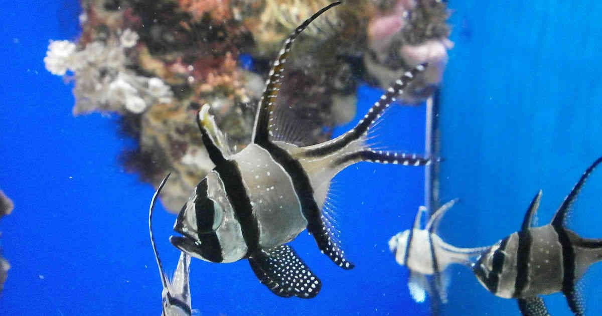 Entre las especies había ejemplares de pez cardenal como el de la imagen.