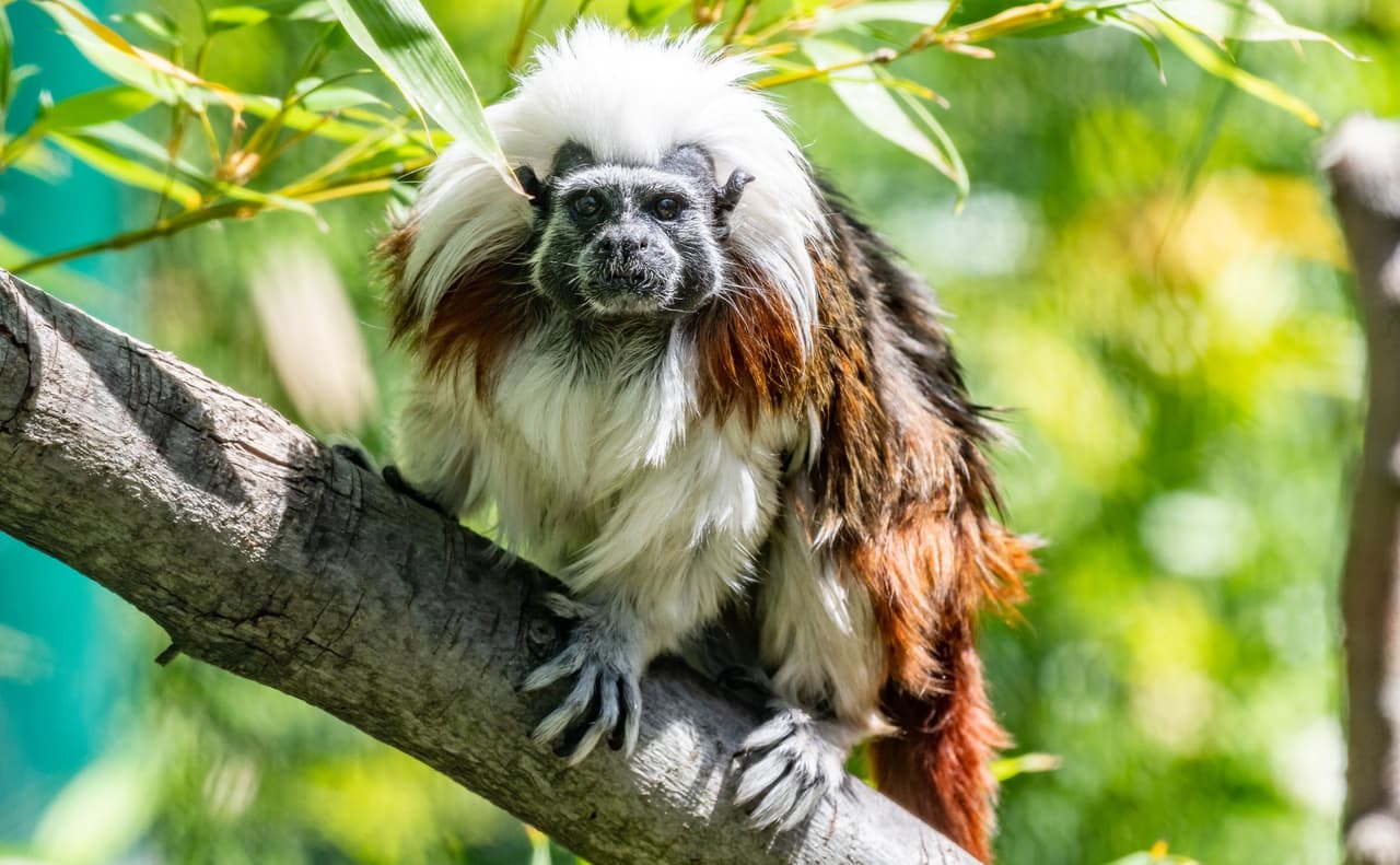 El zoológico de Oaklan recibió esta semana un nuevo inquilino. Se trata de Alberto, un mono tití cabeza de algodón que, esperan, se convertirá en el nuevo compañero de Electra, una hembra de la misma especie.