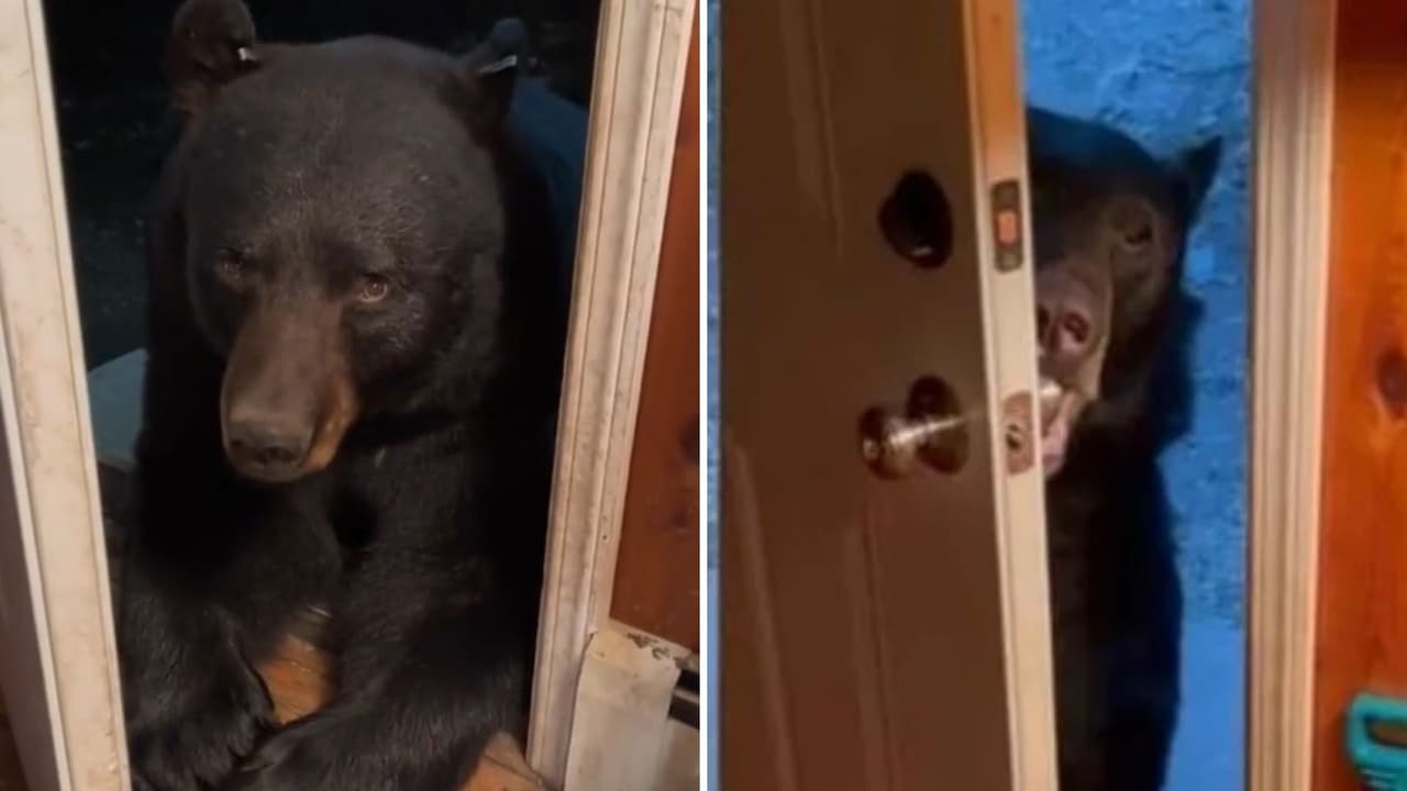 Mujer comparte cómo es visitada por un enorme oso negro todos los días: "entra como en su casa"