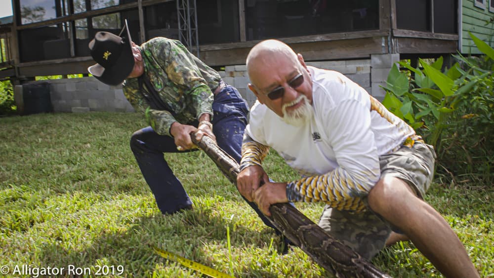 “Los más experimentados pueden cazar a estas serpientes a mano”, aseguró el conservacionista.