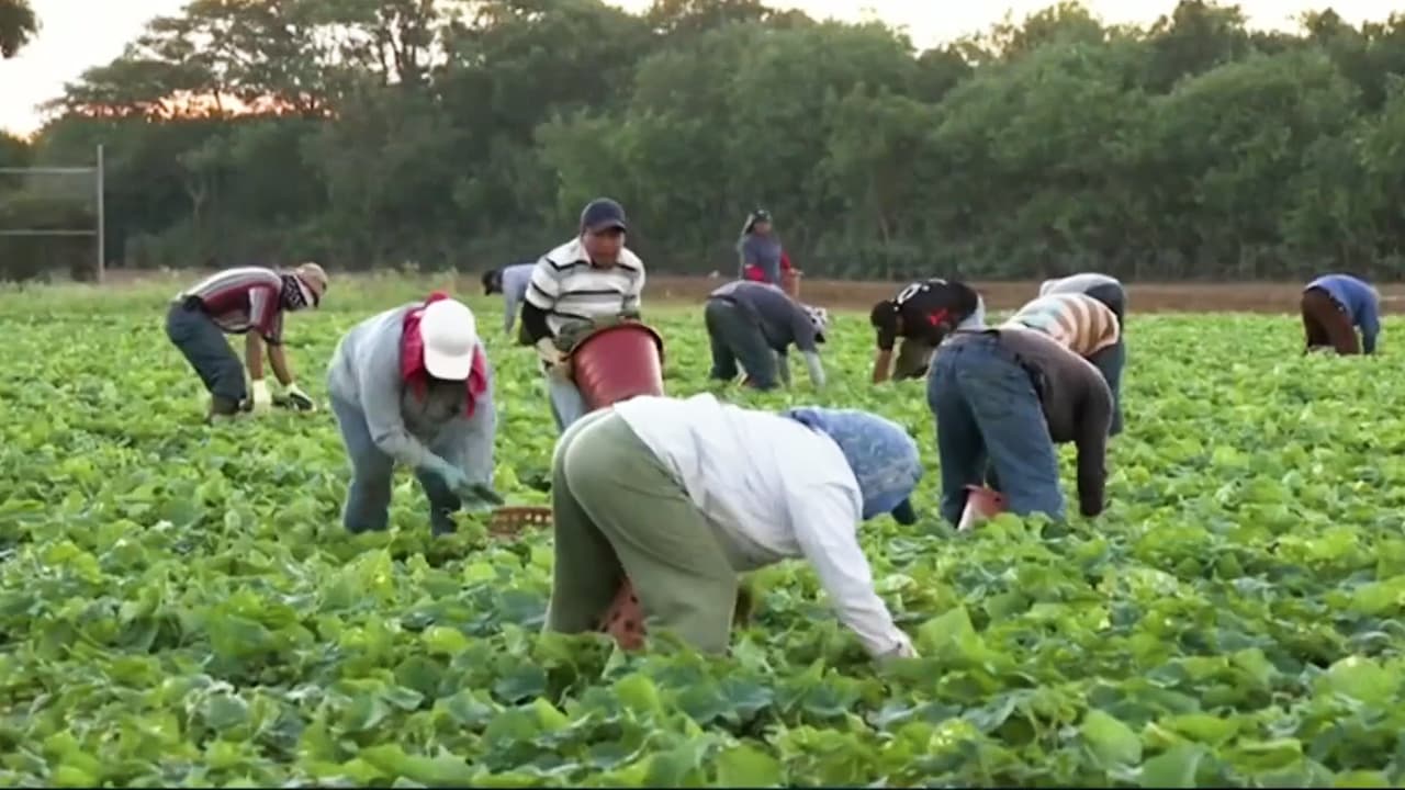 <b>Mira también:</b> La mayoría de los inmigrantes sin papeles prefieren no denunciar a empleadores explotadores ante el temor de sufrir represalias y perder sus derechos de permanencia en EEUU. Te mostramos el procedimiento para poner tu denuncia si eres víctima de abuso laboral. 
<a href="https://www.univision.com/noticias" target="_blank">Sigue las últimas noticias en Univision. </a>
