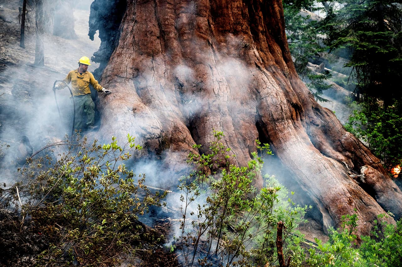 Una de las arboledas de secuoyas más grandes en el Parque Nacional Yosemite tuvo que ser cerrada este viernes debido a un nuevo 
<a href="https://www.univision.com/local/fresno-kftv/incendio-forestal-washburn-parque-nacional-yosemite-reportado-cierran-temporalmente">incendio forestal que se comenzó a propagar en la zona boscosa</a>, el más reciente en amenazar con quemar estos árboles considerados como las más altos del mundo.