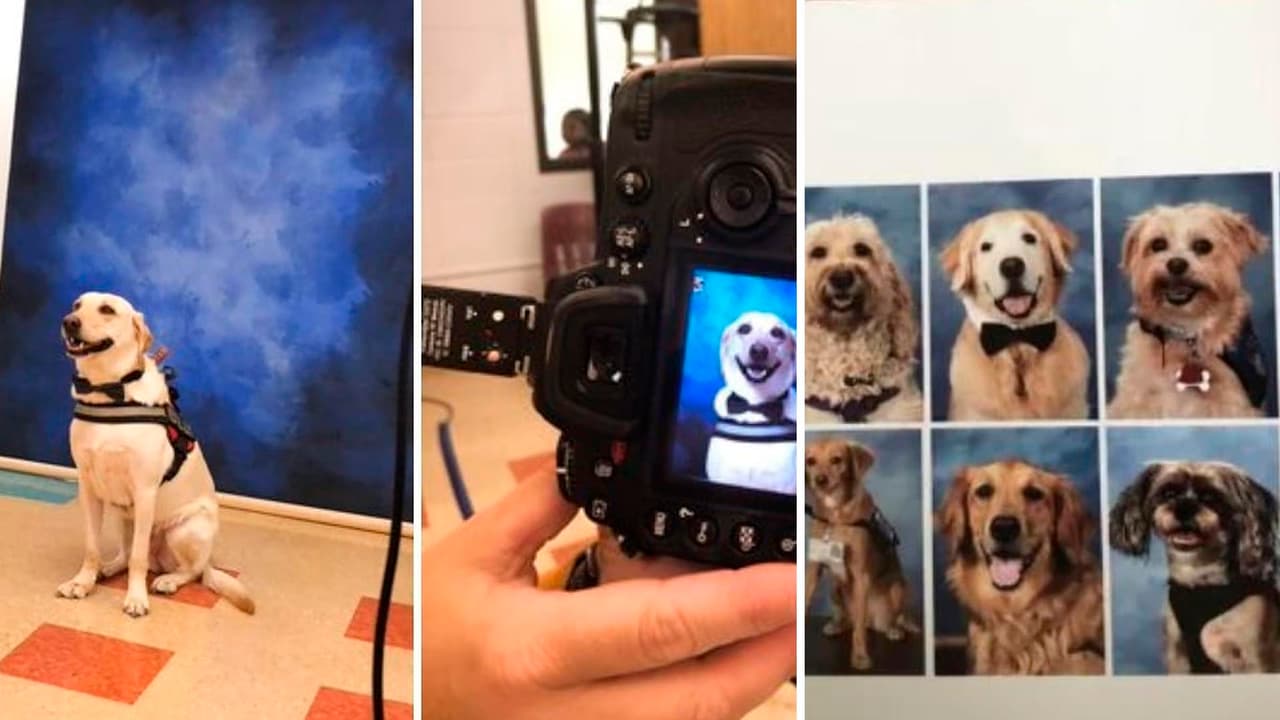 Incluyen en el anuario escolar a los perros de apoyo que ayudaron a jóvenes sobrevivientes de la tragedia de Parkland