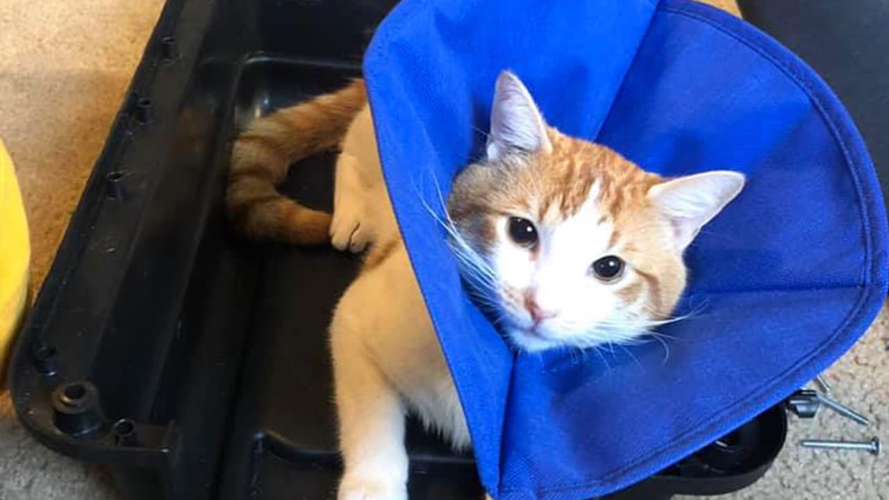 Sandra Isidro Perez - "El es Tito recién operado☹️"