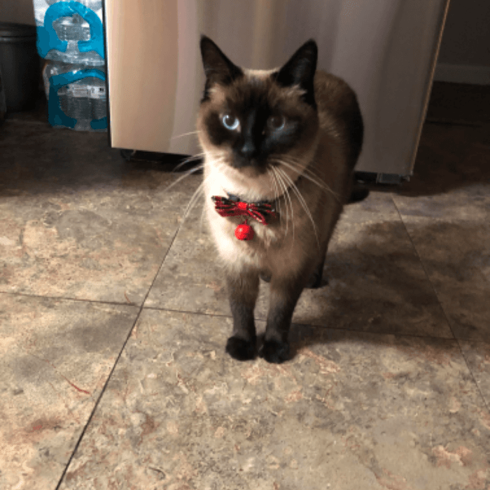 Mimo es muy tímido, pero ama a su familia.