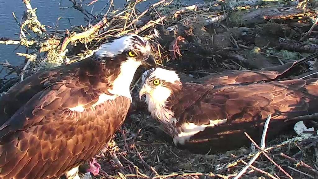 Rachel y Fred, los dos residentes del nido filmado por la iniciativa de Audubon Society.