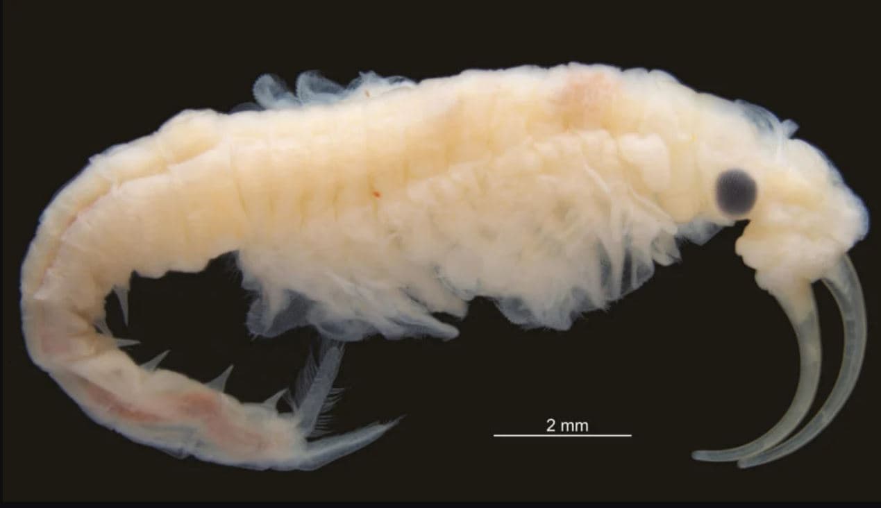 Descubren una nueva especie de crustáceo en el punto más caliente del planeta