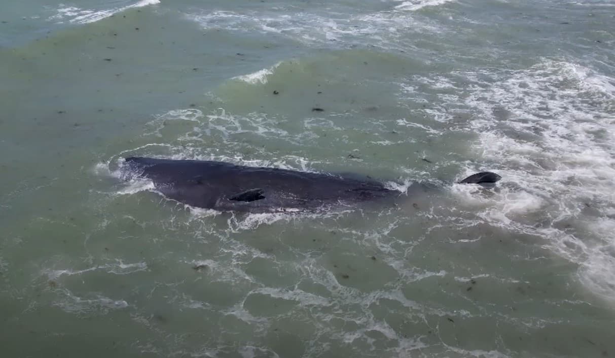 Muere cachalote frente a la costa de Venecia; estaba varado desde el sábado