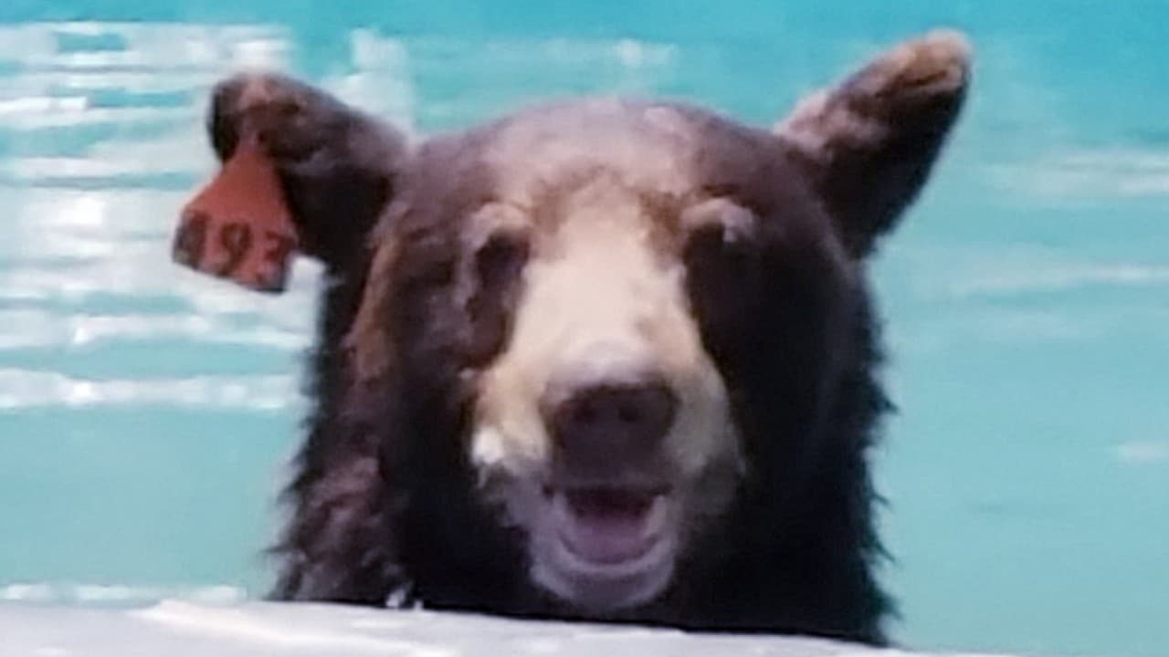 Un oso no se resiste a la tentación de una piscina y desata el pánico en un vecindario de Los Ángeles
