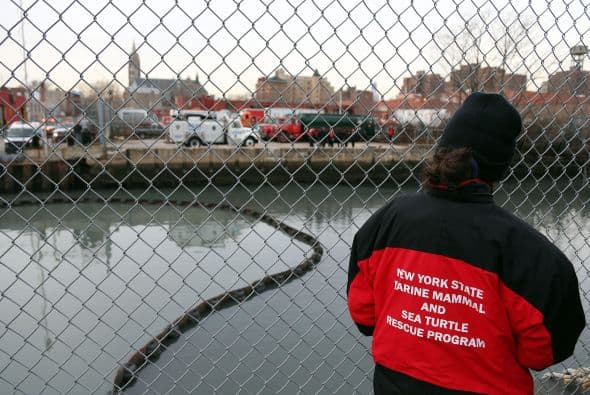 Delfin quedó atascado en canal contaminado en NY