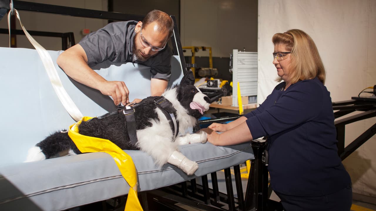 <h3 class="cms-H3-H3"><b>Las mascotas deben mantenerse en el asiento posterior</b></h3>
<br>Otro factor que los especialistas recomiendan considerar es el tamaño del animal, ya que debe estar directamente relacionado con el espacio que debe ocupar. Una mascota pequeña puede ir en una butaca individual, mientras que uno grande debe estar en una banca tradicional.