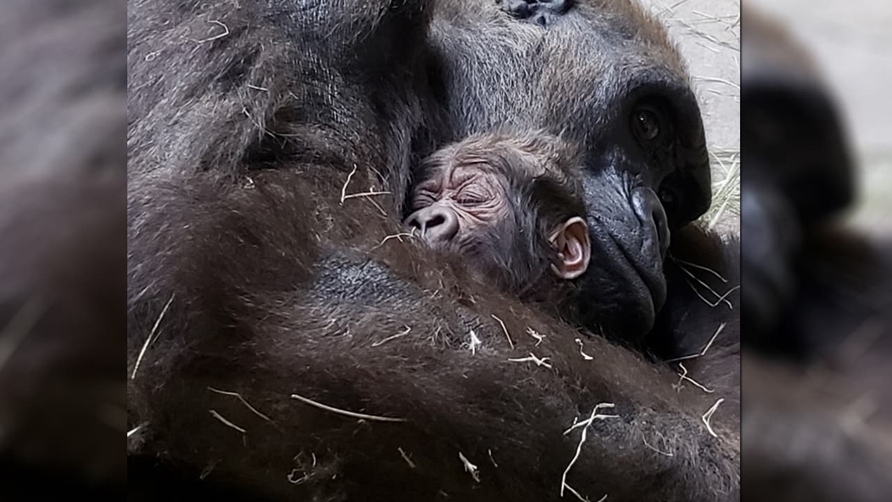 Llegó al mundo en la mañana del domingo 6 de noviembre y es la segunda cría que nace en el lugar.