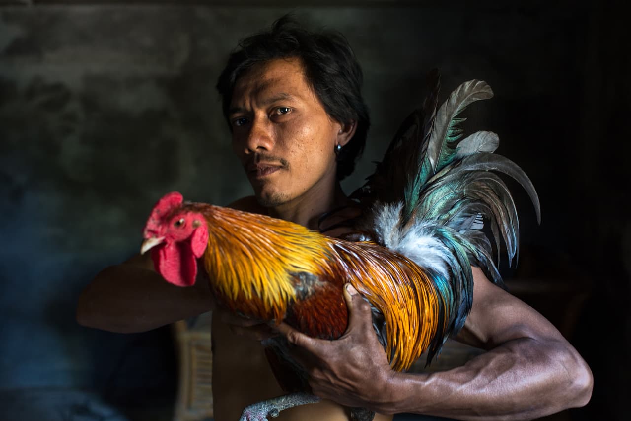 Retratos de propietarios de gallos de lucha en Bali.