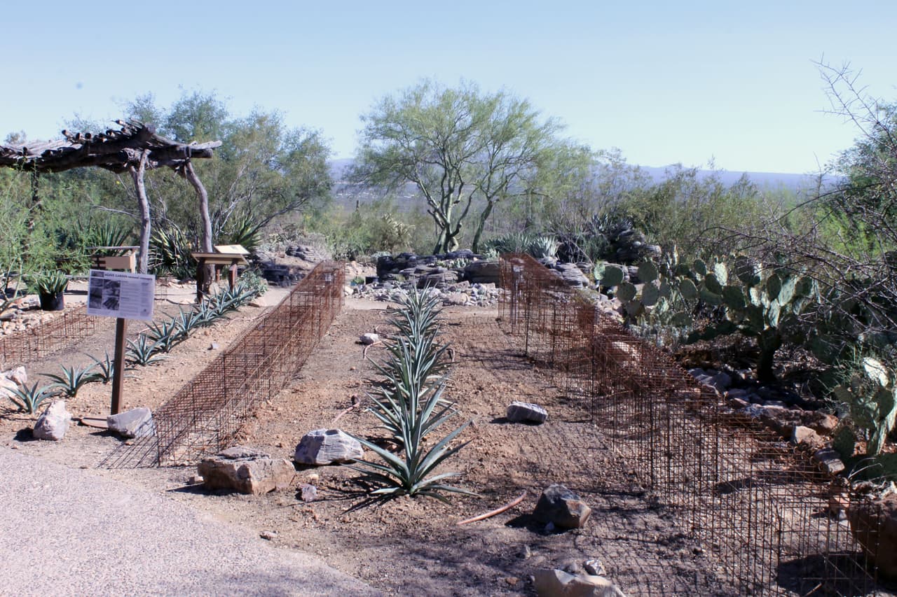 Una plantación de Agave dentro del museo al aire libre.