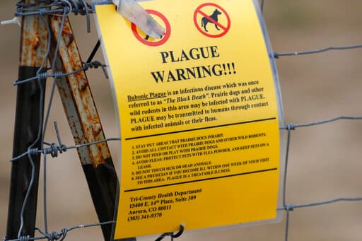 No, la peste no es cosa del pasado: dos casos en China disparan la alarma