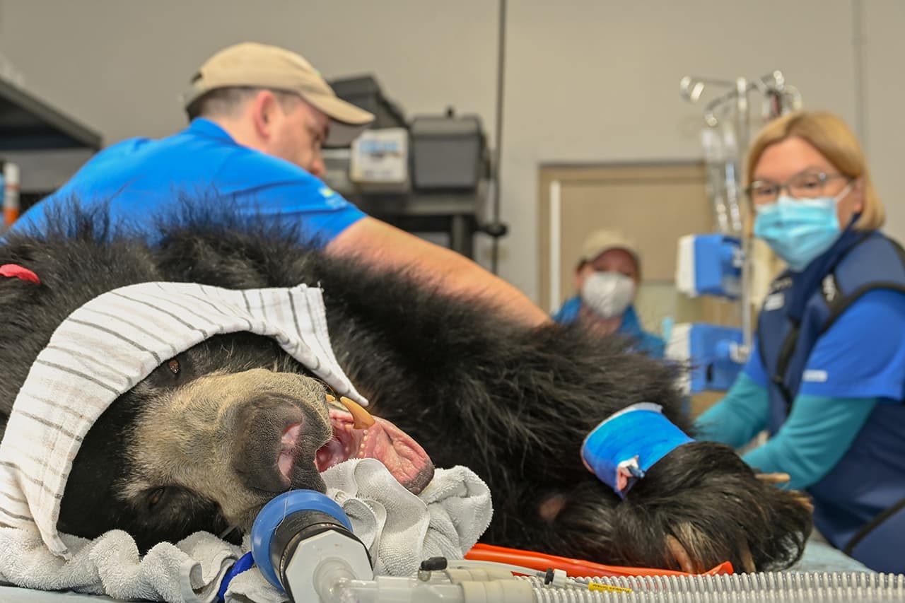 Un oso perezoso anestesiado para el tratamiento dental.