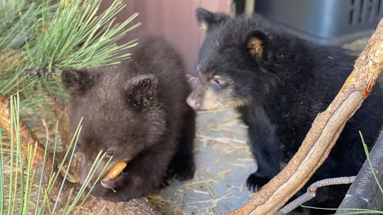 Al parecer ambos quedaron huérfanos, y podían valerse por sí mismos para sobrevivir, por lo que especialistas de vida silvestre decidieron llevarlos a este santuario.