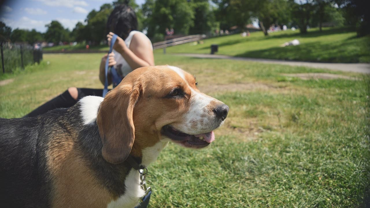 Revisa qué tan caliente está el pavimento antes de sacar a tu mascota: si pruebas con tu mano o tus pies descalzos por más de 10 segundos y es demasiado caliente para tu mano o tus pies, significa que es demasiado caliente para tu mascota.