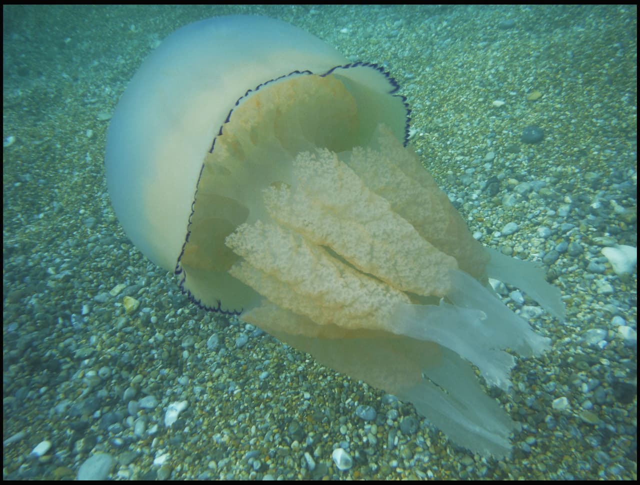 Los animales de cuerpo gelatinoso nadaban tranquilamente cuando se encontraron con la pareja de amigas.