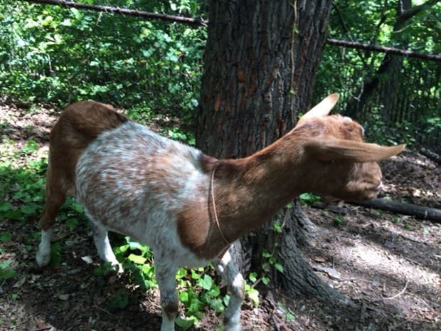 Los chivos pueden subirse en árboles para comerse las viñas que se están extendiendo hacia arriba por el tronco.