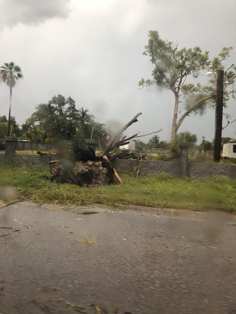 Algunos árboles también fueron arrancados desde su raíz debido a las ráfagas de viento que se registraron después de las 3:00 pm.
<br>