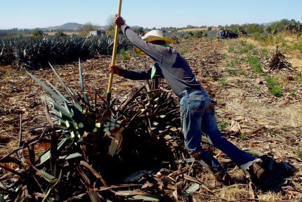 La Cámara Nacional de la Industria Tequilera (CNIT) y el Consejo de Licores Destilados de Estados Unidos (DISCUS) declararon oficialmente el "Día Nacional de Apreciación del Tequila" el siguiente miércoles tras el Día de Acción de Gracias, informó Notimex.