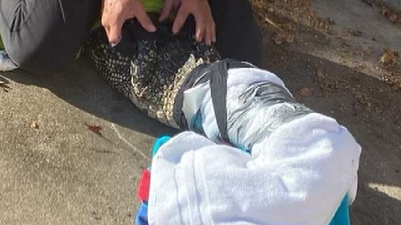 El padre puso una toalla encima del animal para calmarlo mientras fue a dejar a sus hijos a la escuela.