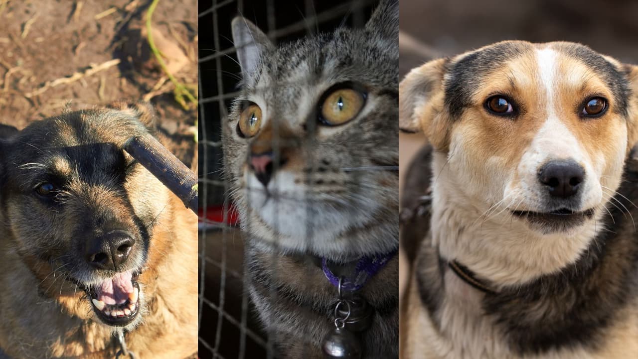 Crueldad y condiciones insalubres: 100 animales removidos de una vivienda