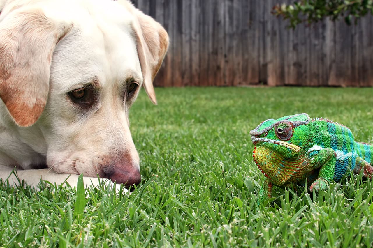 Kammer suele recostarse sobre la cabeza del perro, o muy cerca de él.