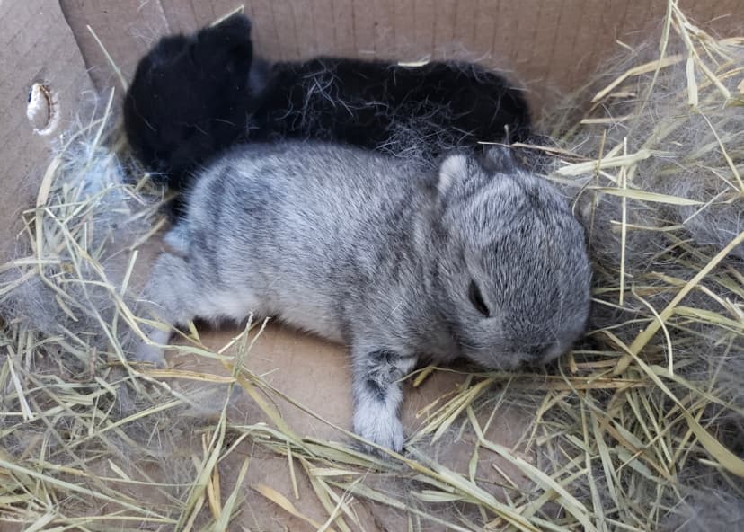 AHS reporta que los conejos carecían de atención médica básica y muchos sufrían de uñas de los pies demasiado crecidas y pérdida de cabello. 
<br>