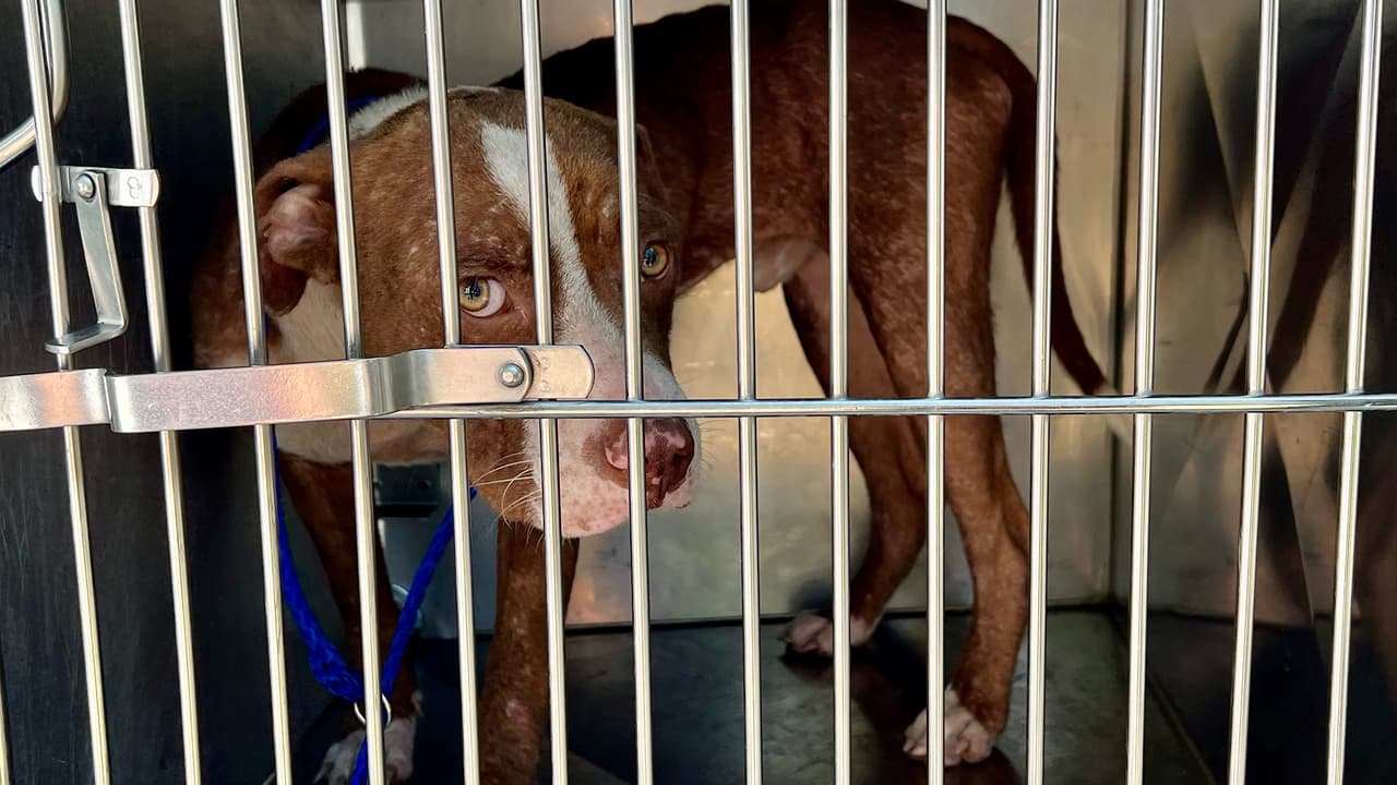 Los ocho animales permanecerán al cuidado del equipo veterinario del refugio mientras se lleva a cabo la investigación.