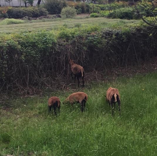 Mariah también compartió esta imagen de algunos corderos pastando frente a ella. Todo sea por darse la gran vida y disfrutar de la naturaleza.